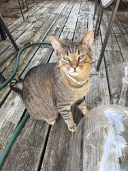 Found/Stray Unknown Cat last seen Woodland Park, Lexington, KY 40502