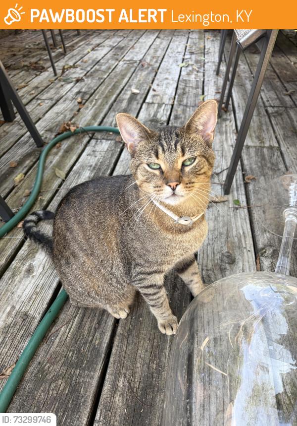 Found/Stray Unknown Cat last seen Woodland Park, Lexington, KY 40502