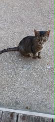 Found/Stray Unknown Cat last seen 25th St. NW & Roberts just off of Fulton near the HOF., Canton, OH 44709