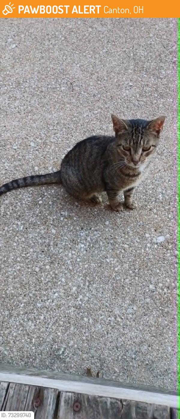 Found/Stray Unknown Cat last seen 25th St. NW & Roberts just off of Fulton near the HOF., Canton, OH 44709