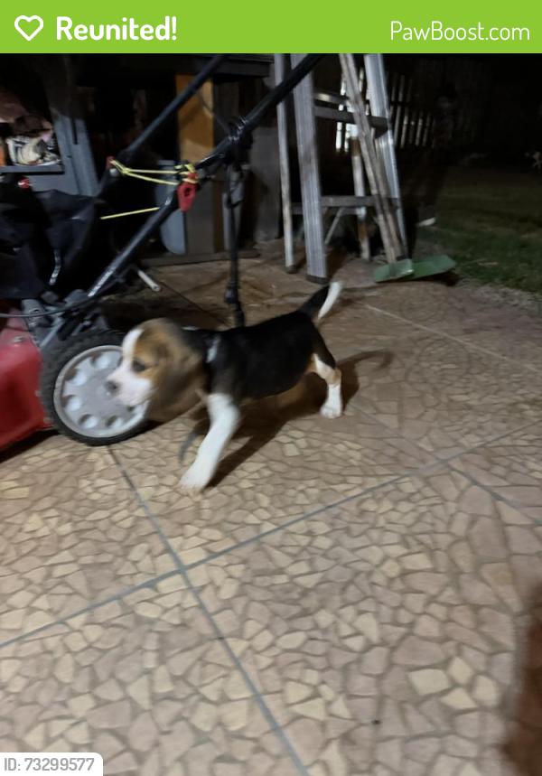 Reunited Male Dog last seen He was roaming the neighborhood, very closely in between hses. He’s a baby, Arlington, TX 76018
