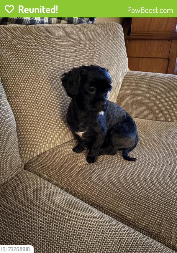 Reunited Female Dog last seen Saint Catherine/Berger, Montréal, QC H2X 1J9