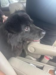 Reunited Female Dog last seen Near Oakmont Dr, Omaha, NE 68136, Omaha, NE 68136
