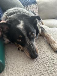 Reunited Male Dog last seen 42nd Ave & Dahlia Dr, Camas, WA 98607