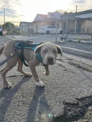 Found/Stray Unknown Dog last seen Fife ave, Reno, NV 89512