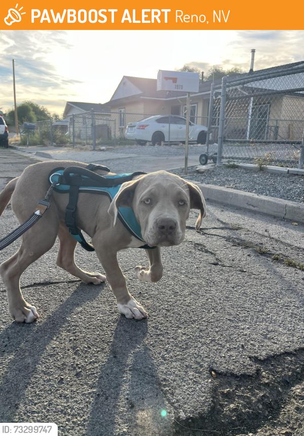 Found/Stray Unknown Dog last seen Fife ave, Reno, NV 89512