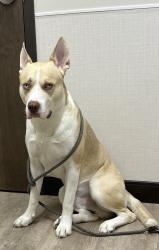 Reunited Male Dog last seen Near Gull Rd, Richland, MI 49083, USA, Richland, MI 49083