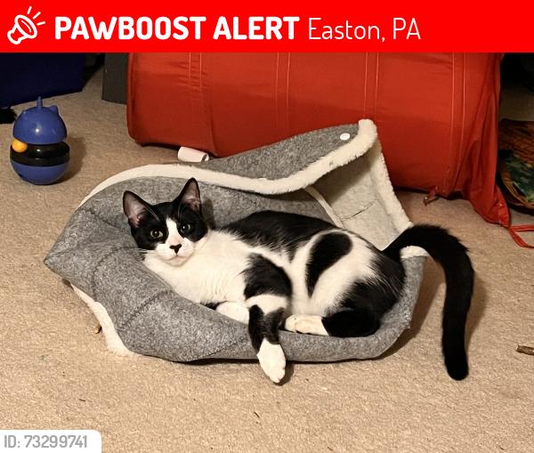 Lost Male Cat last seen Lagond and Jeffrey Lane, Easton, PA 18045