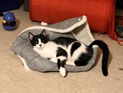 Lost Male Cat last seen Lagond and Jeffrey Lane, Easton, PA 18045
