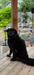 Lost Female Dog last seen The Good Life Bar & Grill, Gretna, NE 68028