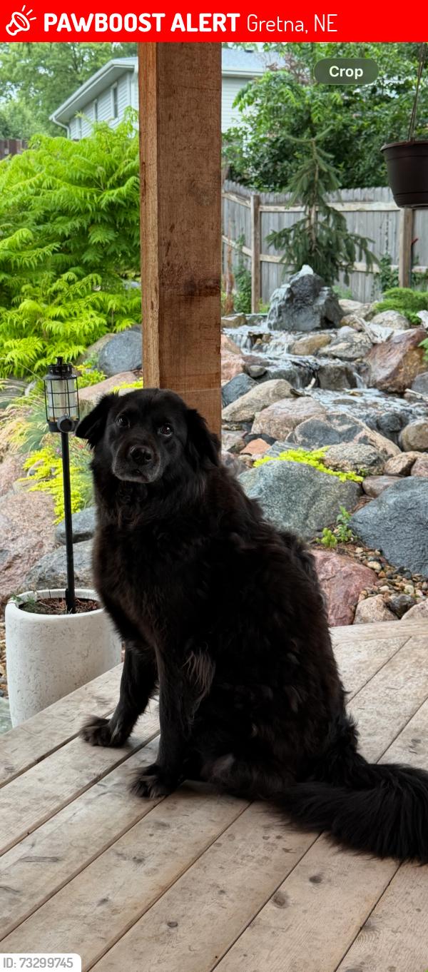 Lost Female Dog last seen The Good Life Bar & Grill, Gretna, NE 68028