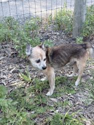 Found/Stray Male Dog last seen Se 95th street rd and se 170th avenue rd, Ocklawaha, FL 32179