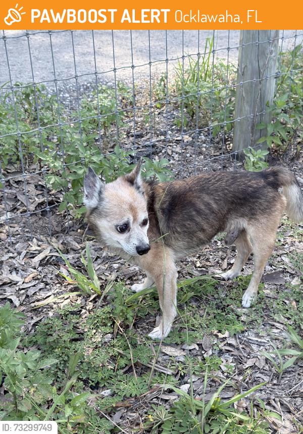 Found/Stray Male Dog last seen Se 95th street rd and se 170th avenue rd, Ocklawaha, FL 32179