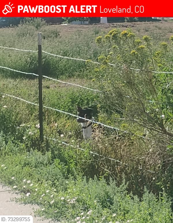 Lost Unknown Dog last seen Mehaffey park south east side headed south east, Loveland, CO 80538