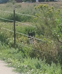 Lost Unknown Dog last seen Mehaffey park south east side headed south east, Loveland, CO 80538
