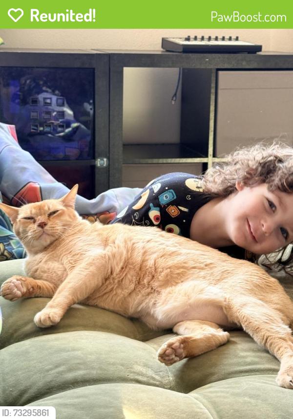 Reunited Male Cat last seen Sherman Way and Van Nuys, Los Angeles, CA 91405