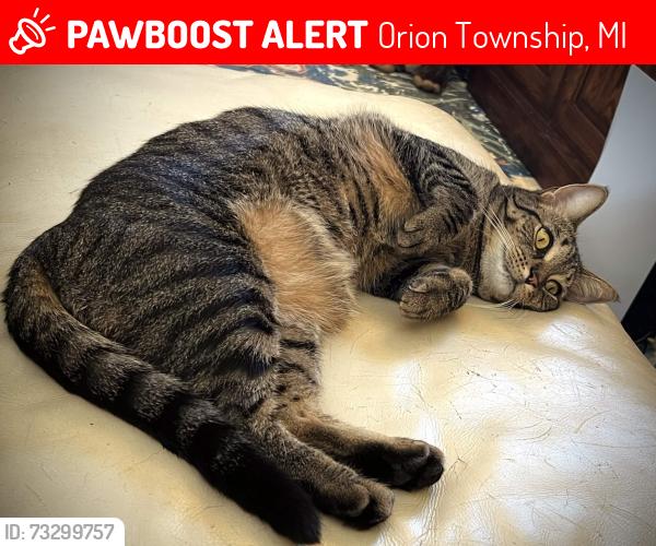 Lost Unknown Cat last seen Near Seney Dr, Orion Township, MI 48360