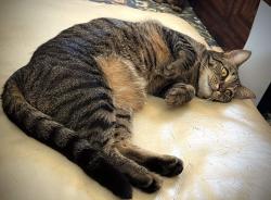 Lost Unknown Cat last seen Near Seney Dr, Orion Township, MI 48360