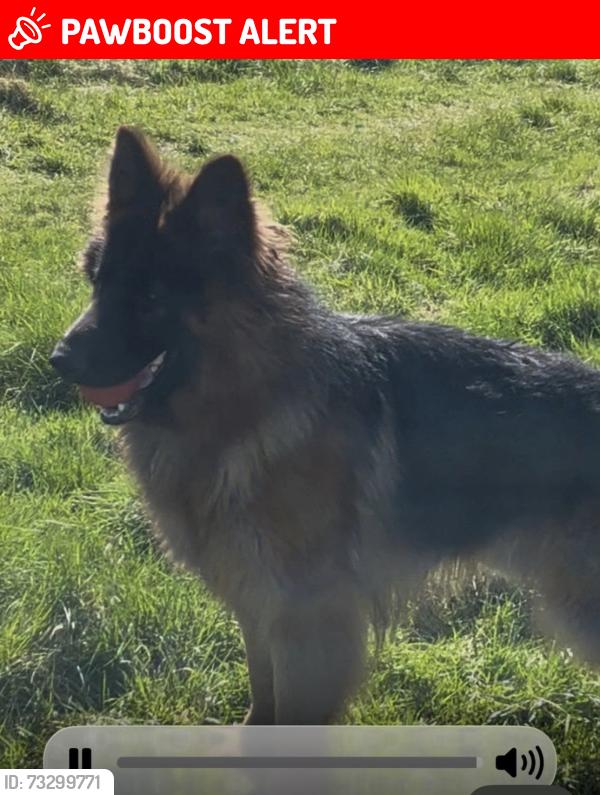 Lost Female Dog last seen Near whalebone avenue RM6 6DA, Greater London, England RM6 6DA