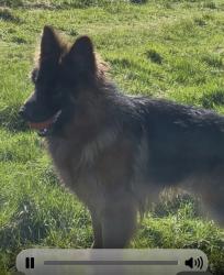 Lost Female Dog last seen Near whalebone avenue RM6 6DA, Greater London, England RM6 6DA