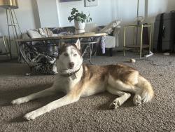 Reunited Male Dog last seen 11th and Colorado blvd area, Denver, CO 80206