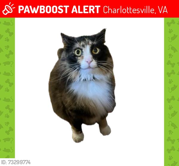 Lost Female Cat last seen Near plateau Rd, Charlottesville, VA 22903