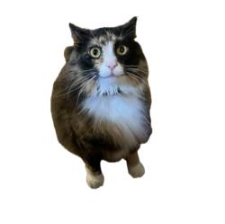 Lost Female Cat last seen Near plateau Rd, Charlottesville, VA 22903