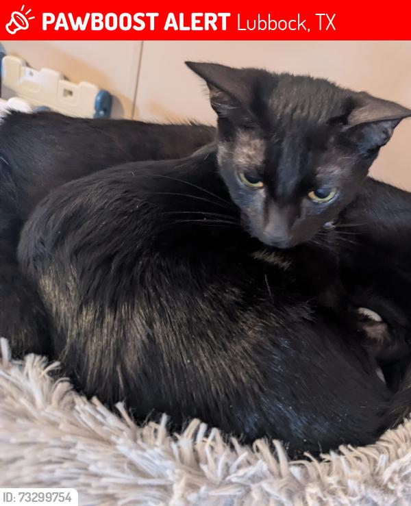 Lost Female Cat last seen Near e rice st, Lubbock, TX 79403