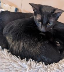 Lost Female Cat last seen Near e rice st, Lubbock, TX 79403