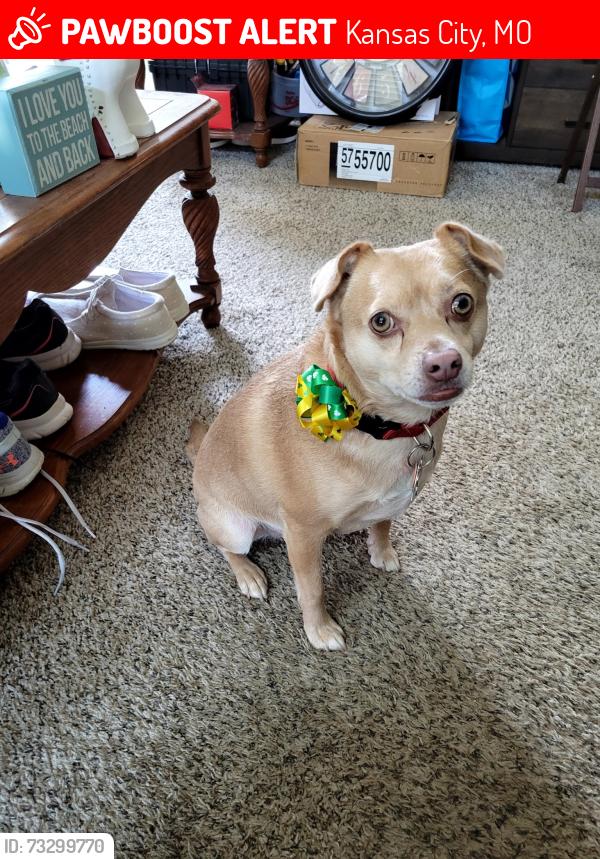 Lost Male Dog last seen Claycomo, Kansas City, MO 64119
