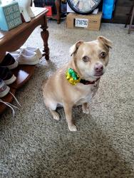 Lost Male Dog last seen Claycomo, Kansas City, MO 64119
