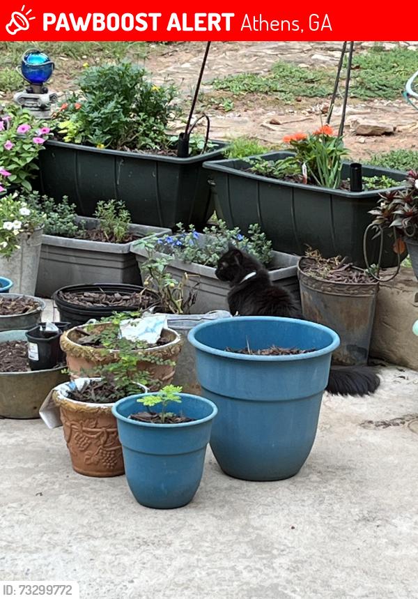 Lost Female Cat last seen Timothy ests - Saint James Drive, Athens, GA 30606