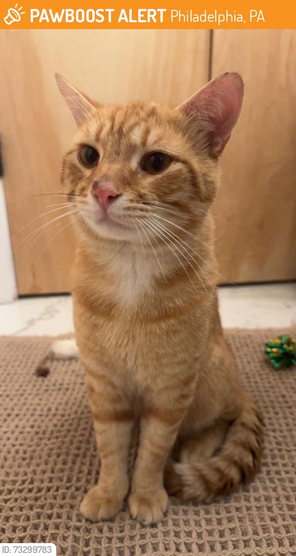 Found/Stray Male Cat last seen 6th and moore, Philadelphia, PA 19148