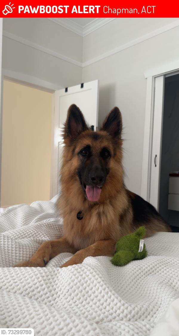 Lost Male Dog last seen Hindmarsh drive, Chapman, ACT 2611