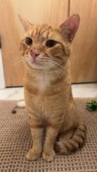 Found/Stray Male Cat last seen 6th and moore, Philadelphia, PA 19148