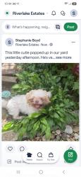 Reunited Male Dog last seen Riverwood spring, DeKalb County, GA 30294