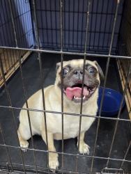 Found/Stray Female Dog last seen Spring Valley & Coit, Dallas, TX 75254