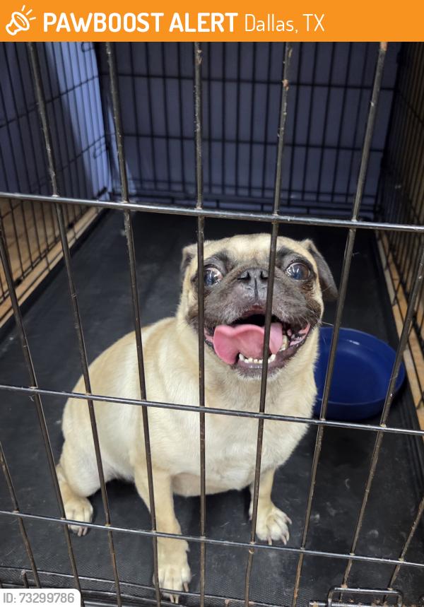 Found/Stray Female Dog last seen Spring Valley & Coit, Dallas, TX 75254
