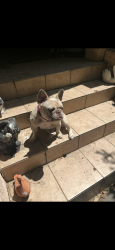Reunited Female Dog last seen All saints, Los Angeles, CA 90032