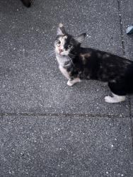 Reunited Unknown Cat last seen Havitur Way, Santa Rosa, CA 95404