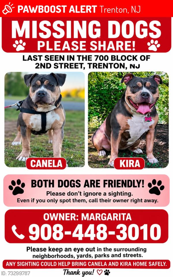 Lost Female Dog last seen Near 2nd stre Trenton, Trenton, NJ 08611