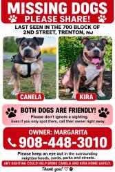 Lost Female Dog last seen Near 2nd stre Trenton, Trenton, NJ 08611