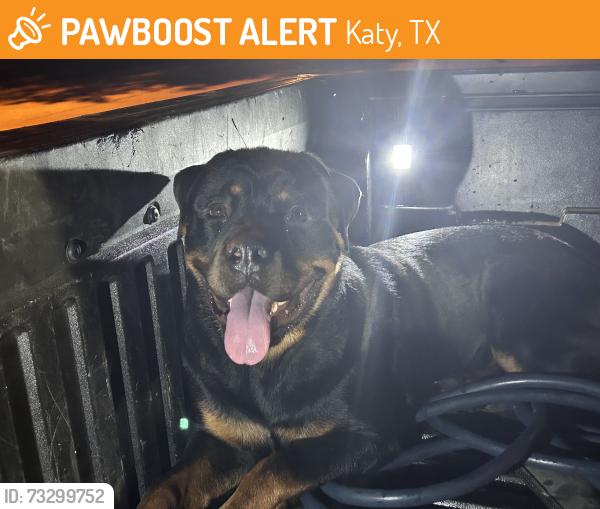 Found/Stray Unknown Dog last seen Barker cypress and autumn hills dr, Katy, TX 77449