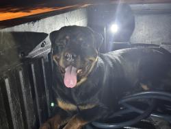 Found/Stray Unknown Dog last seen Barker cypress and autumn hills dr, Katy, TX 77449