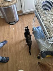 Reunited Female Cat last seen division street , around the neighbor’s hse in the backyard, Waterbury, CT 06704