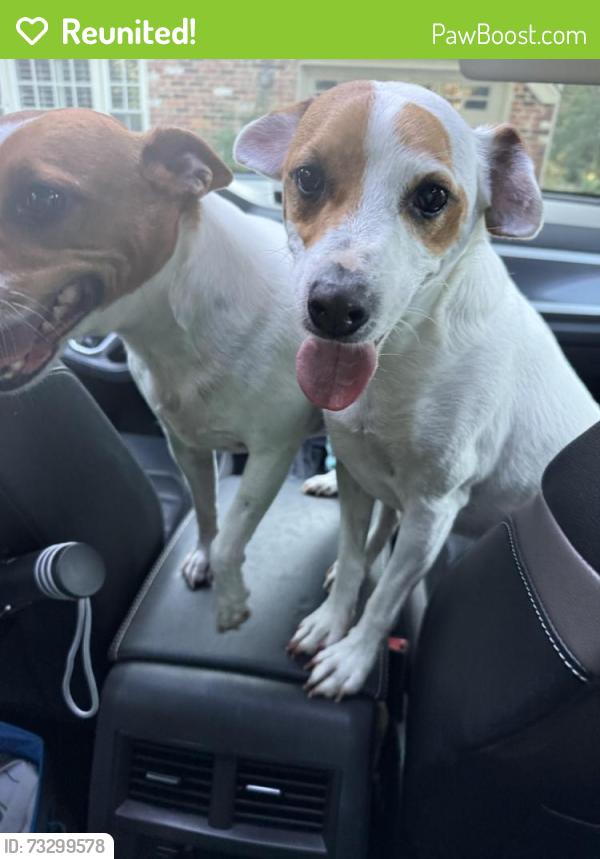 Reunited Male Dog last seen Sherwood Hall Lane and Boswell Drive, Hybla Valley, VA 22306