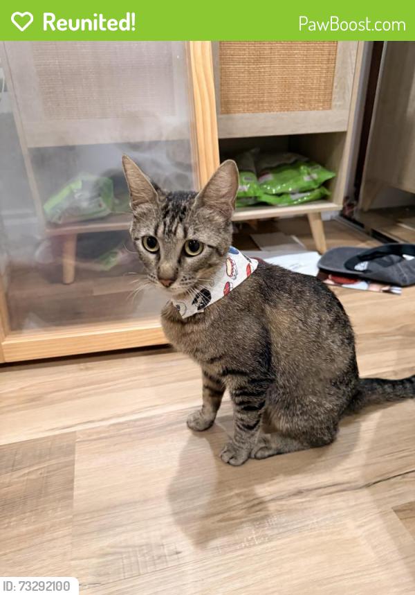 Reunited Female Cat last seen Las lomas Road, Duarte, CA 91010