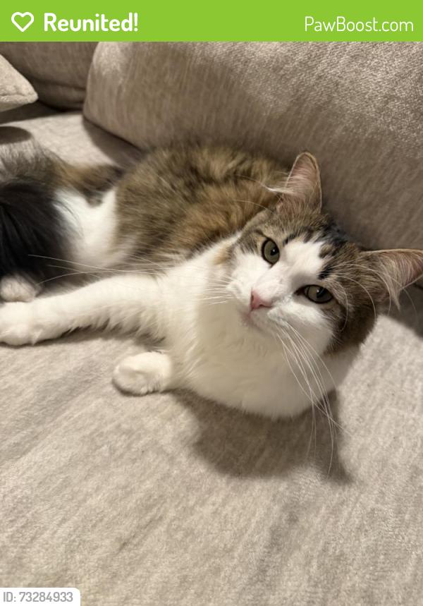 Reunited Male Cat last seen 87th and Cherry across from Renegade Coffee, Kansas City, MO 64155