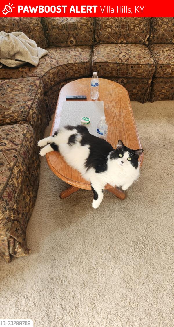 Lost Male Cat last seen Valley Trails and Amsterdam Rd, Villa Hills, KY 41017