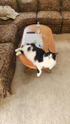 Lost Male Cat last seen Valley Trails and Amsterdam Rd, Villa Hills, KY 41017
